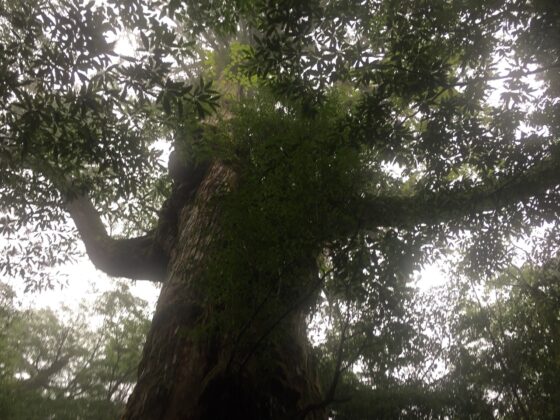 雲水峡と七本杉の精霊【全編ささやき声・屋久島生音収録】 [チームランドセル] | DLsite 同人 - R18