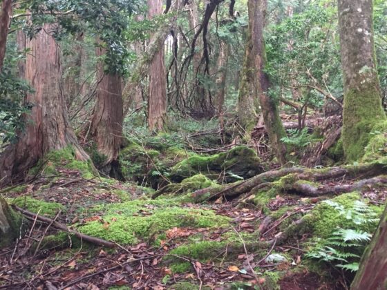 ぐっすり眠れる耳かきボイス 雨降る樹海と人さらい [チームランドセル] | DLsite 同人 - R18