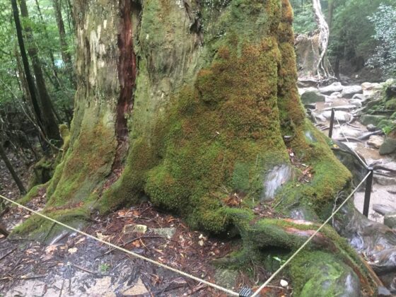 雲水峡と七本杉の精霊【全編ささやき声・屋久島生音収録】 [チームランドセル] | DLsite 同人 - R18