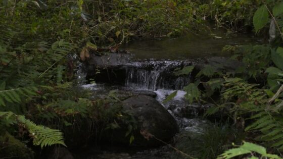 耳舐め&amp;耳ふ～サンドイッチ ダウナー妹と低音姉【R-15癒し/CV:箱河ノアさま・耳恋なかさま】 [チームランドセル] | DLsite 同人 - R18