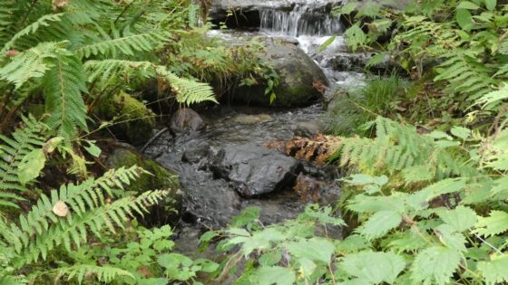 耳舐め&amp;耳ふ～サンドイッチ ダウナー妹と低音姉【R-15癒し/CV:箱河ノアさま・耳恋なかさま】 [チームランドセル] | DLsite 同人 - R18