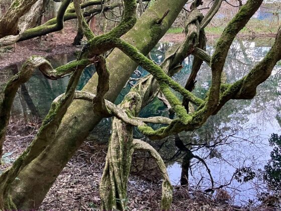 耳舐め&amp;耳ふーサンドイッチ 田舎の癒し ～山形県遊佐町音源～ 【耳恋なかさん&amp;そよかぜみらいさん/安眠特化/環境音現地収録】 [チームランドセル] | DLsite 同人 - R18